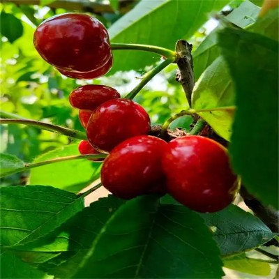 京韵果香：北京果树的四季诗篇