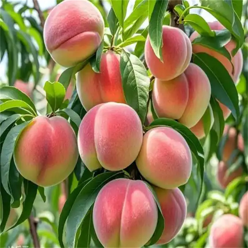 桃醉京城：北京桃树绽放的甜蜜时光