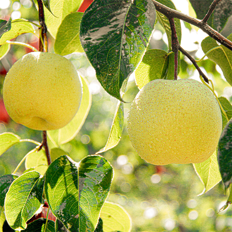 梨香满园：北京梨树绘就的春日风景