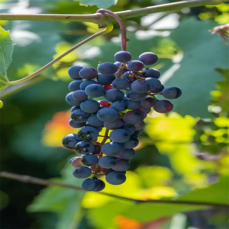 北京果树：古都绿肺中的自然馈赠