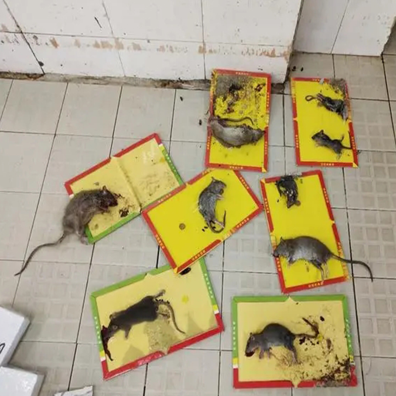 海口鼠公司如何解决地铁鼠患-- 常州清波杀虫灭鼠公司