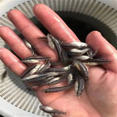 乐山鱼苗：生态之源，活力之选