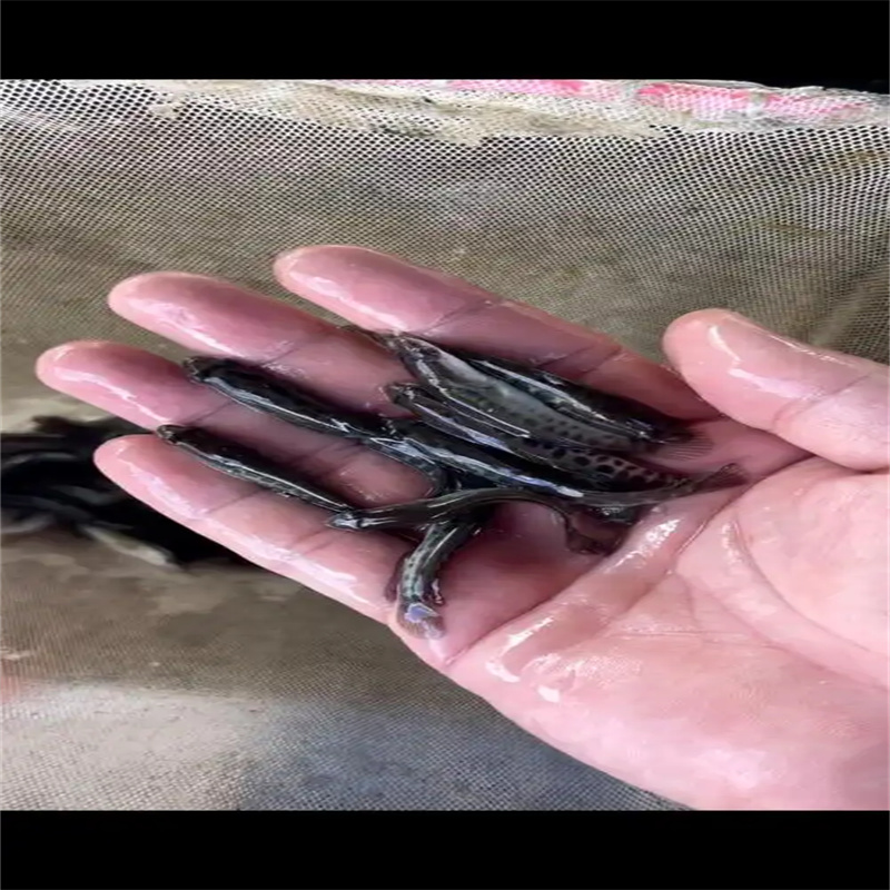 乐山放生鱼，为自然添一份生机