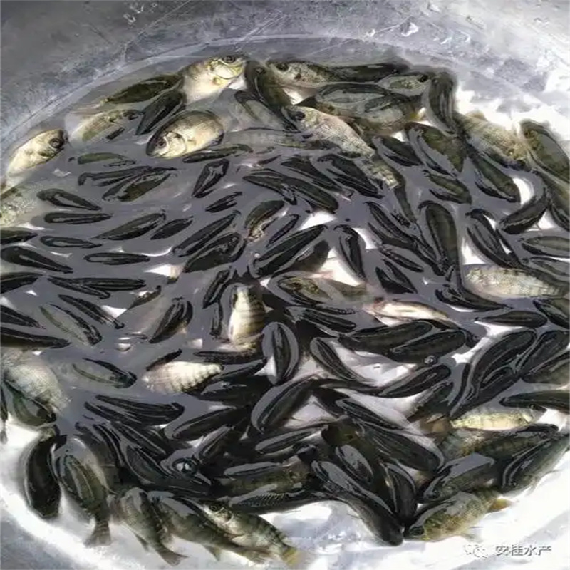 乐山鱼苗，开启水域生态新篇章