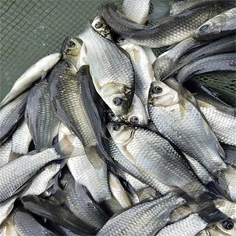 乐山放生鱼，传递生命的温暖善意