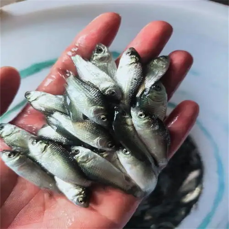 乐山观赏鱼，点亮水景的灵动之美