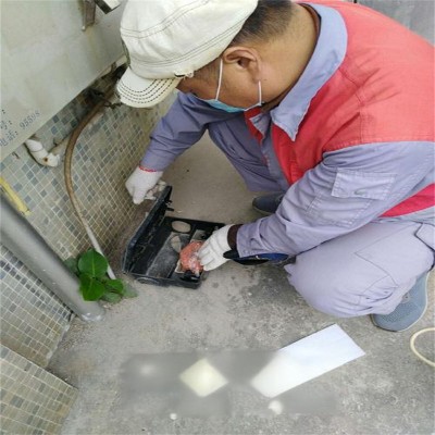 常州专业灭鼠行动，守护家居洁净无虞