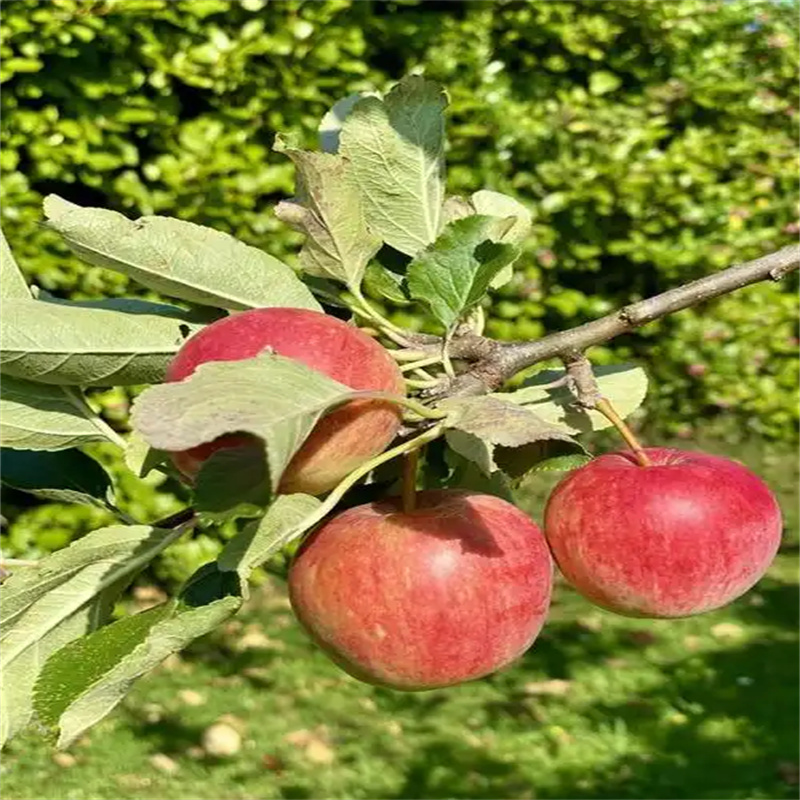北京苹果树：红果盈枝绘就秋日画卷-- 北京乾程果树苗木   
