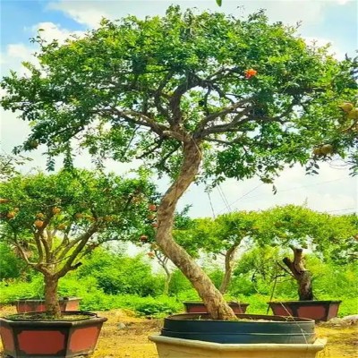 北京石榴树：裂嘴笑迎丰收喜悦