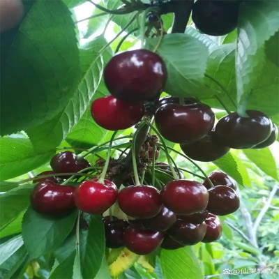 北京樱桃树：春日繁花秋日甜果