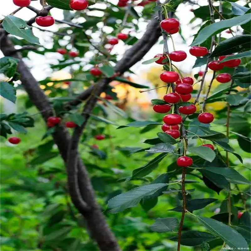 探秘北京果树：自然馈赠的生态宝藏-- 北京乾程果树苗木   