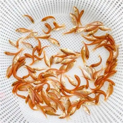 北京****鱼苗：鲤鱼苗活力满满待新家