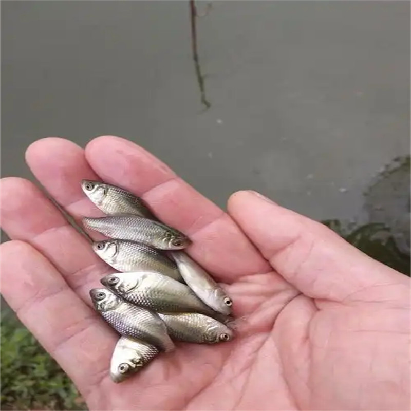 北京鲫鱼苗：鲜活灵动，开启养殖新篇