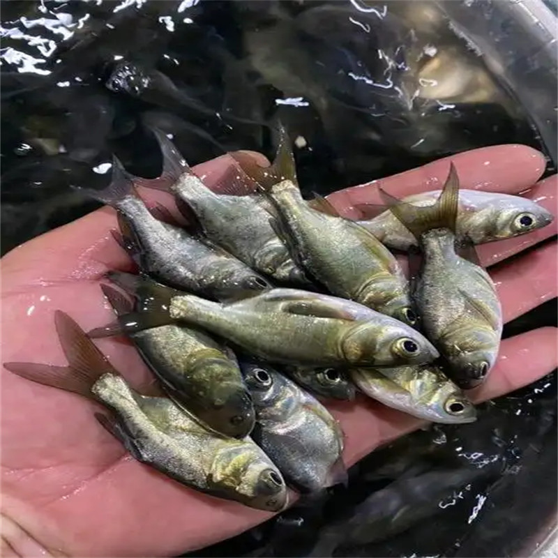 北京花鲢鱼苗：品质上乘，养殖优选之材