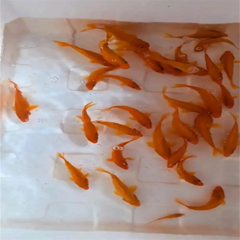 寻北京好鱼苗？鲤鱼苗不容错过！