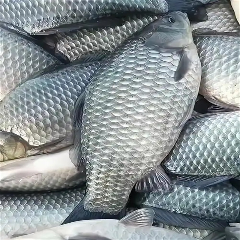 北京鲫鱼苗：鲜活健康，助力养殖增收