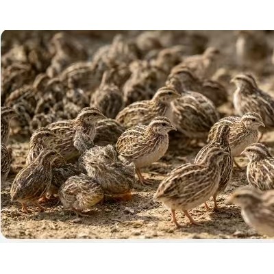 广西淘汰老鹌鹑批，实现养殖效益最大