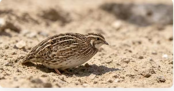 广西鹌鹑粪批发，生态有机肥