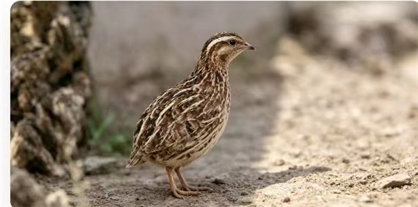 广西鹌鹑批发，全品类供应