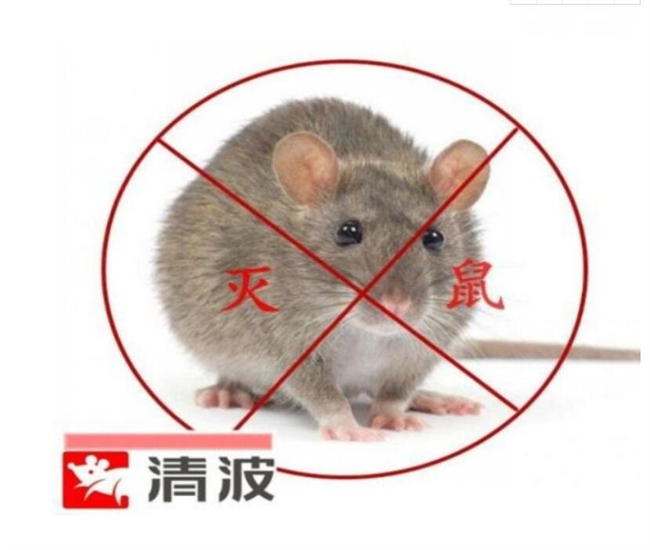 昆山灭老鼠公司讲解老鼠的危害-- 昆山清波杀虫灭鼠公司