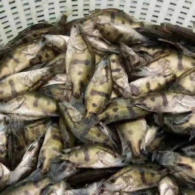 北京鱼苗供应 常见淡水鱼苗品种介绍