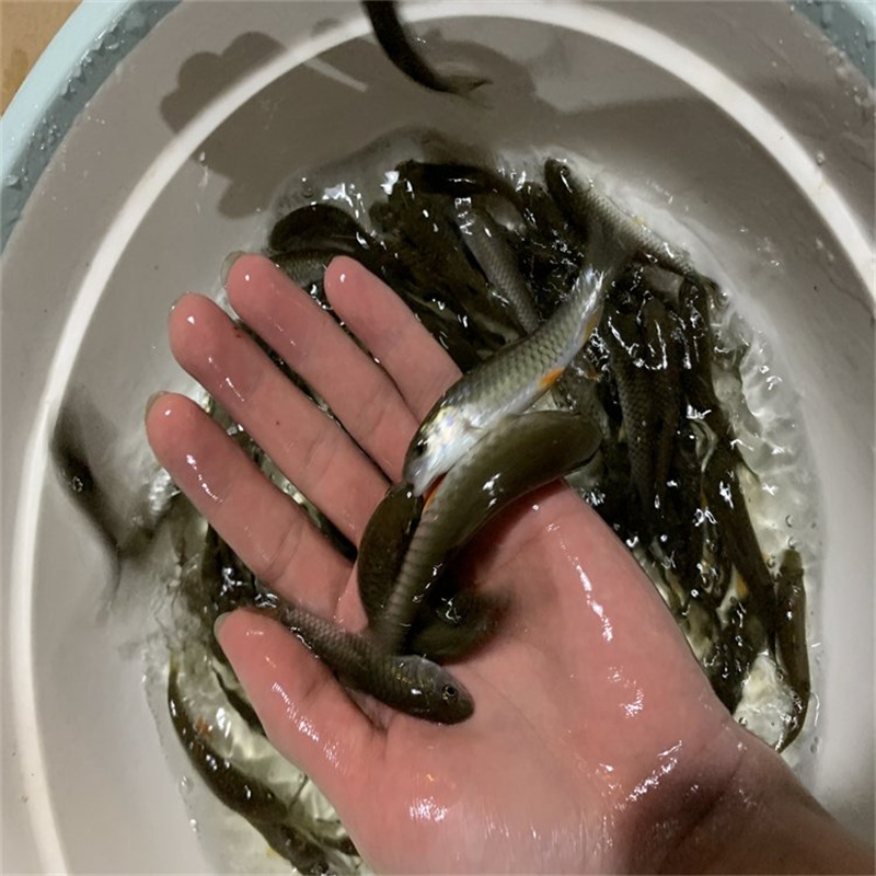 北京锦鲤鱼 庭院养殖与日常养护要点