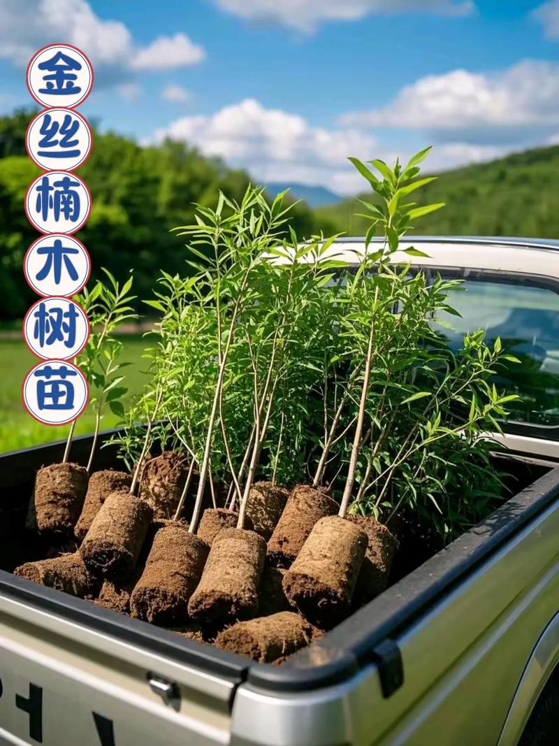 湖南永州金丝楠木苗直销基地