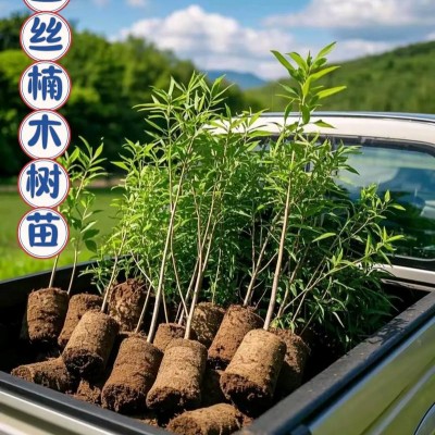 湖南永州金丝楠木苗直销基地