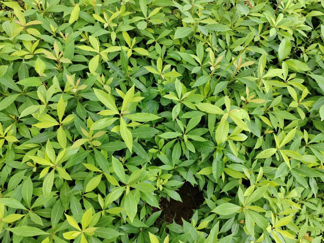 永州金丝楠不能乱栽的原因