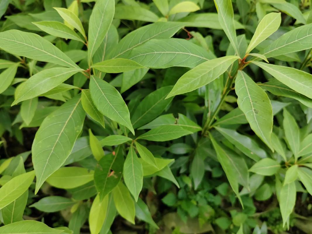 金丝楠木适合在北方种植吗？