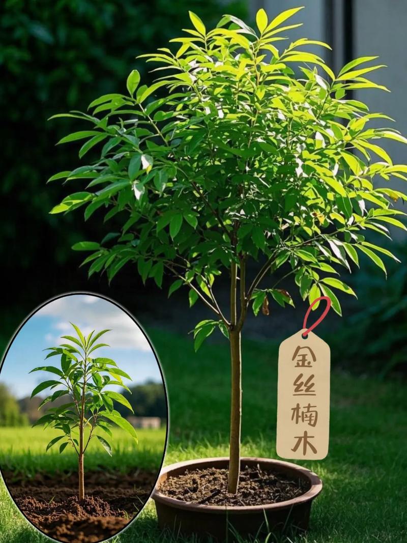 永州楠木苗基地说说盆栽金丝楠木的注意事项有哪些？