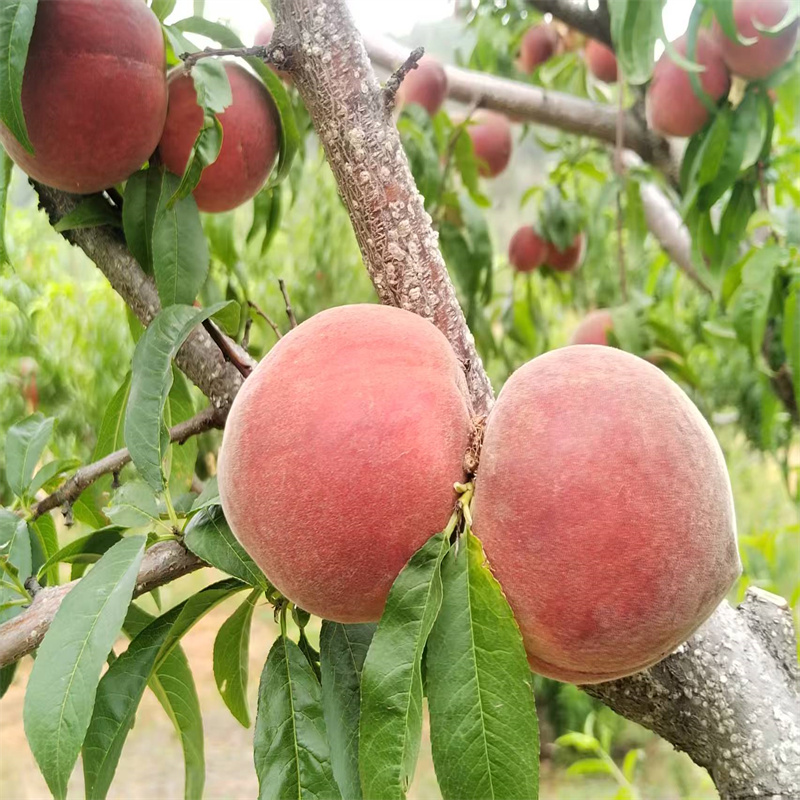 邹城杏苗种植时间安排 杏苗丰产栽培管护核心技巧