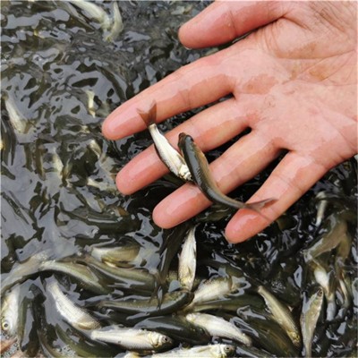 上海鱼苗采购渠道怎么选 本地淡水鱼