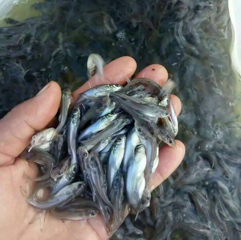 上海草鱼苗适合哪些鱼塘养殖 本地草鱼苗选购投放全攻略