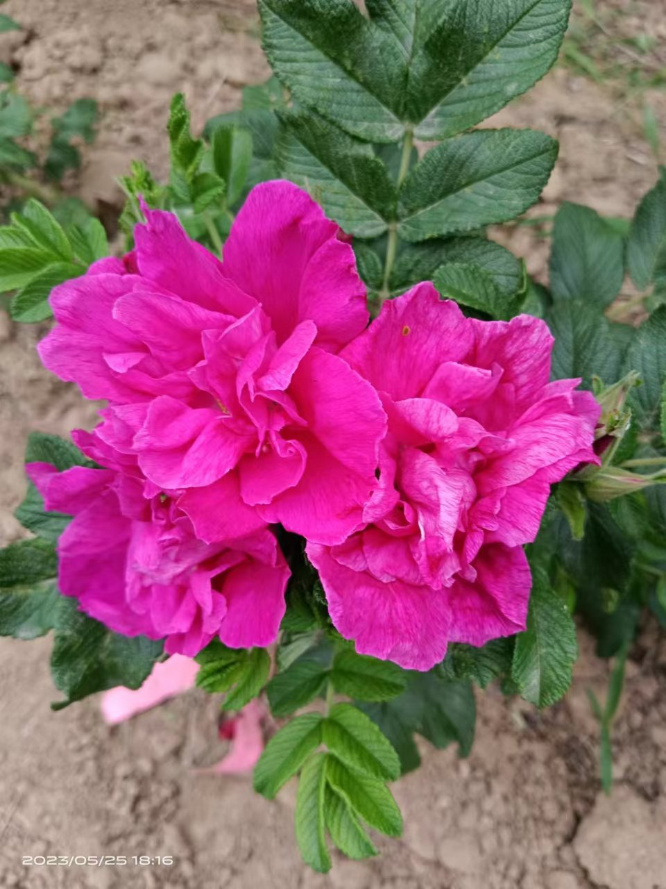 平阴丰花玫瑰品种介绍 生长习性及种植方法