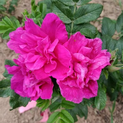 平阴丰花玫瑰品种介绍 生长习性及种