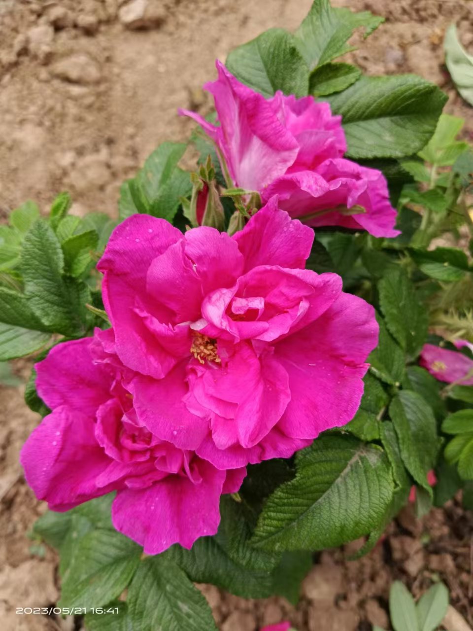 平阴四季玫瑰特点优势 栽培管理与园林用途