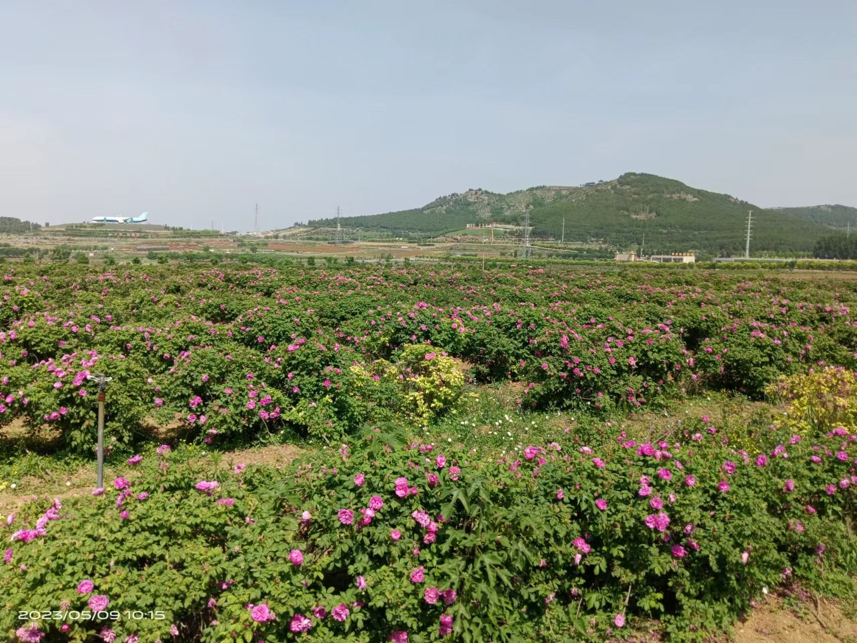 平阴一号玫瑰品种特性 种植技术及养护要点