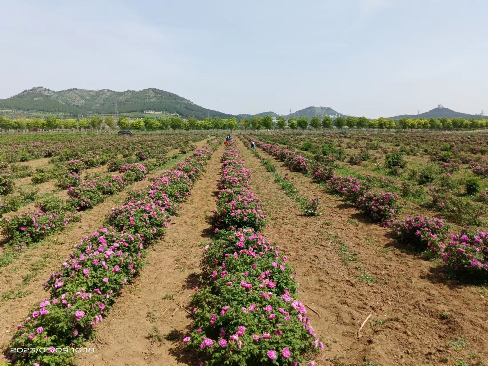 平阴开心果小苗生长习性 育苗方法与移栽管理
