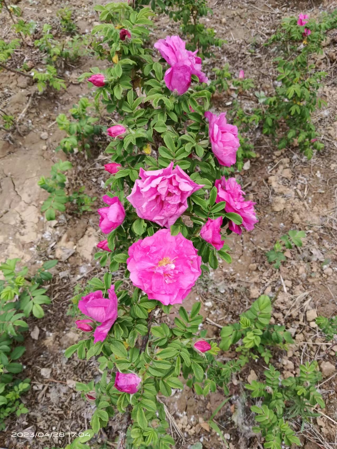 平阴玫瑰花苗怎么选 平阴玫瑰花苗栽植养护教程