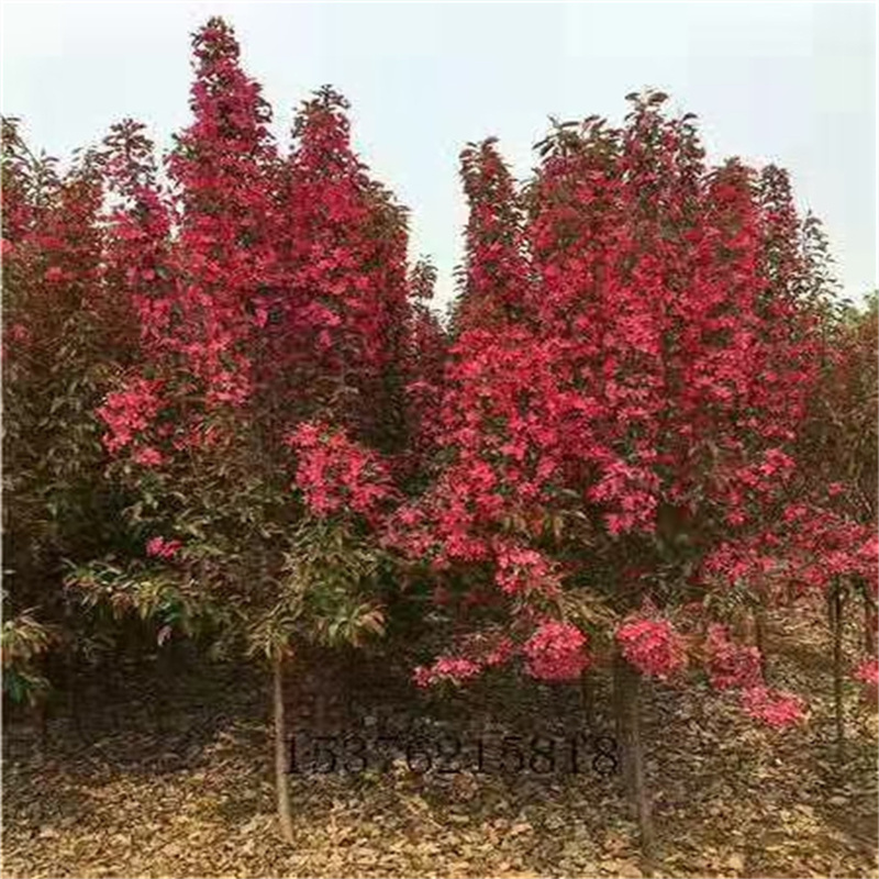 北京樱桃树庭院种植防冻保花及坐果管理方法