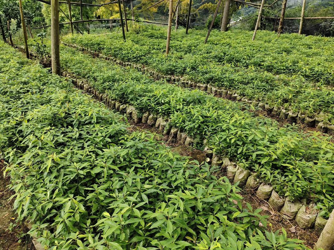 金丝楠木苗一年生苗的市场价格是多少？