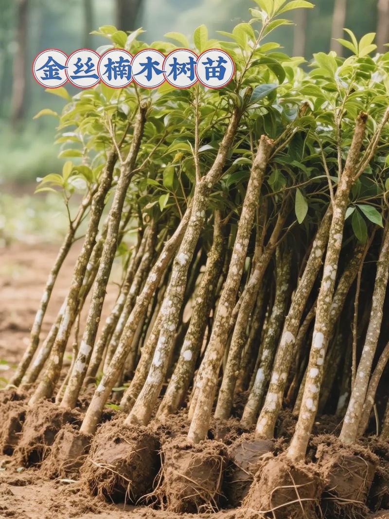 如何种植金丝楠木
