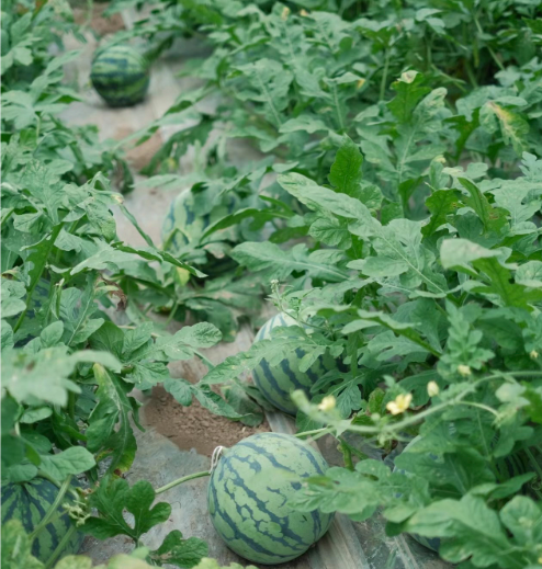 陕西西瓜口感风味-- 渭南诚信水果批发