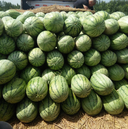 陕西西瓜种植优势-- 渭南诚信水果批发