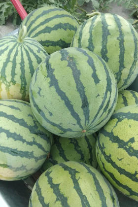 陕西西瓜外形特征-- 渭南诚信水果批发