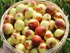 陕西大荔县冬枣的营养价值