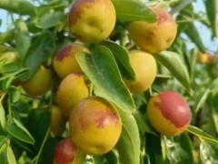 陕西冬枣供应分布范围