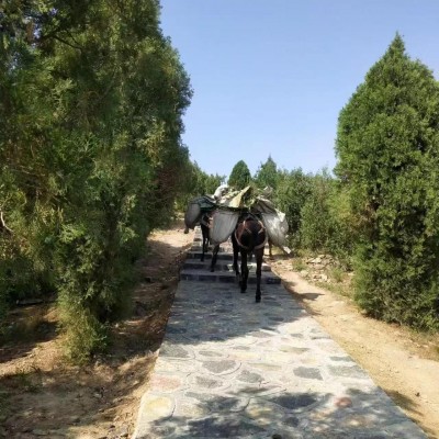 骡马运输，兼具环保、低成本的优势