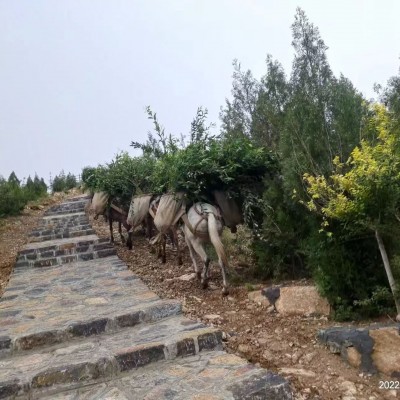 山路运输队，大山里的生命物流线